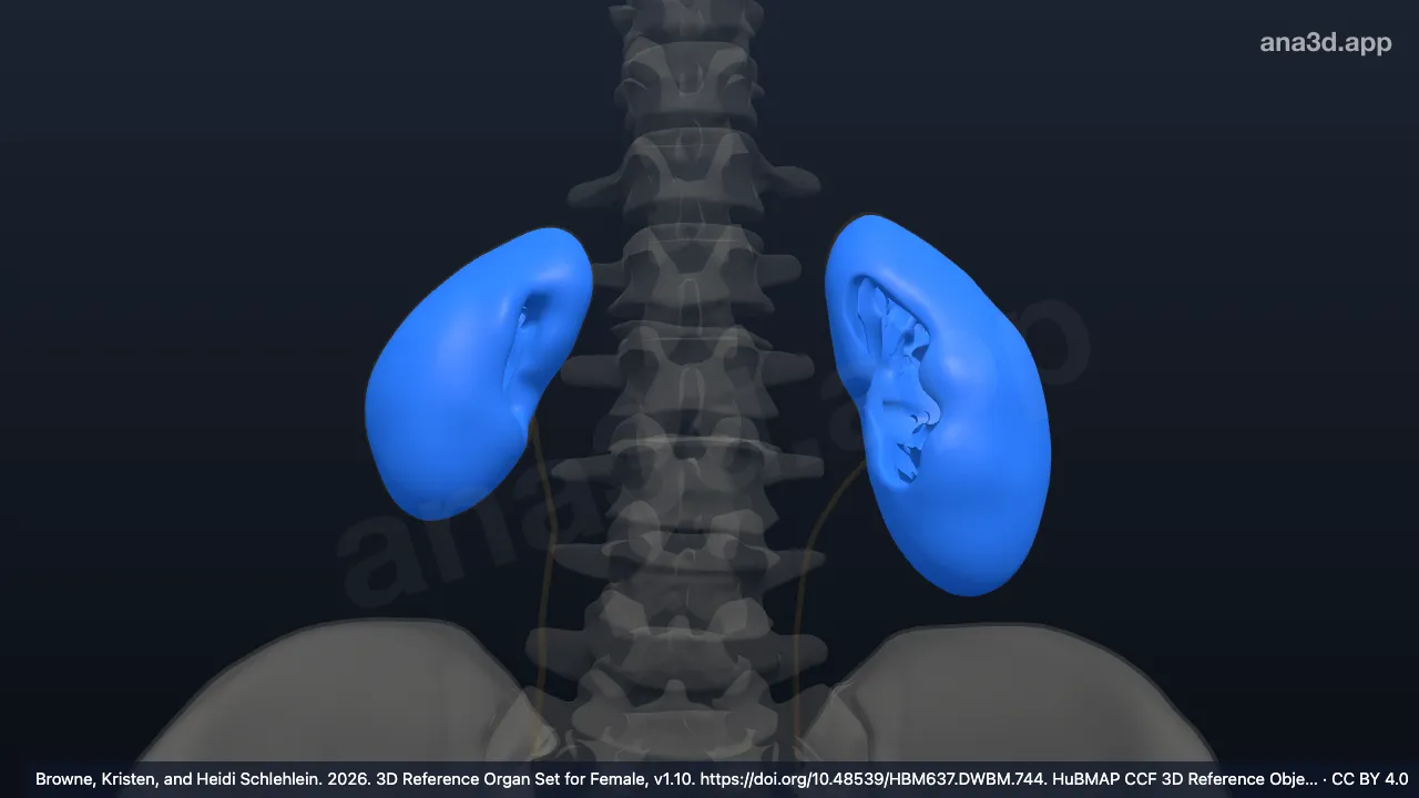 3Dモデル：腎皮質