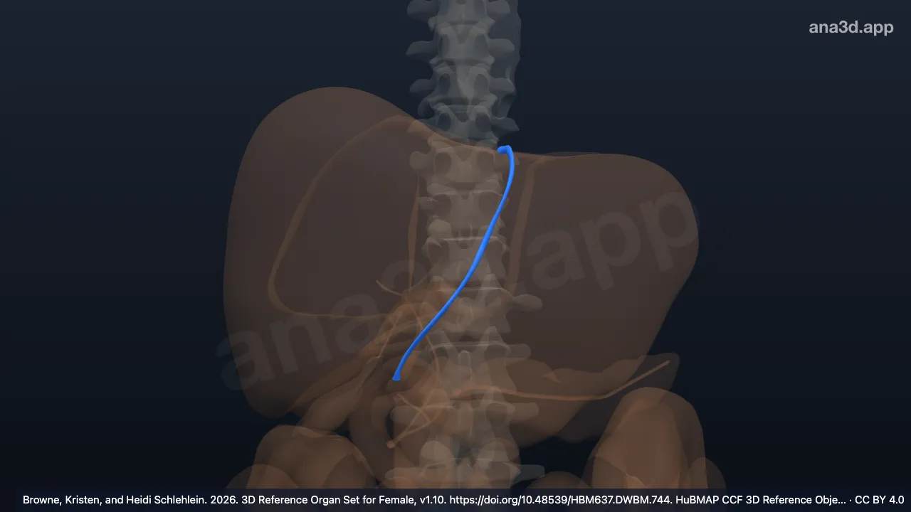 Modelo 3D: Ligamento falciforme