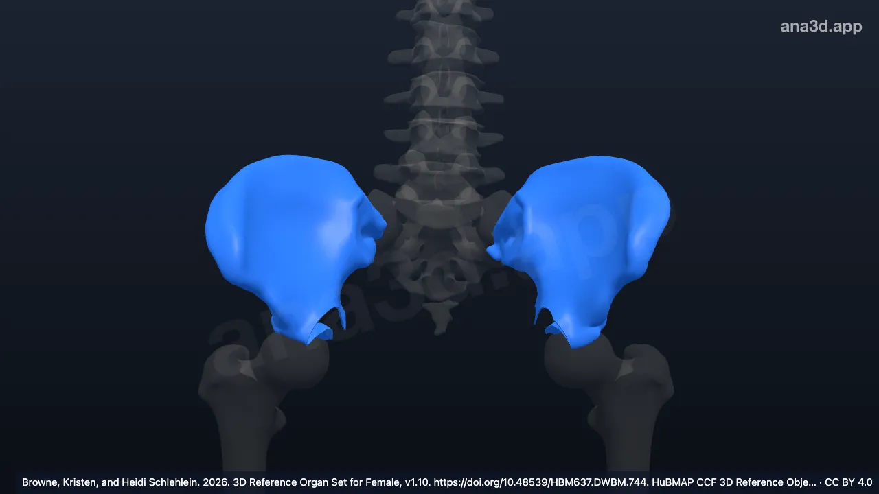 Modèle 3D : ilium