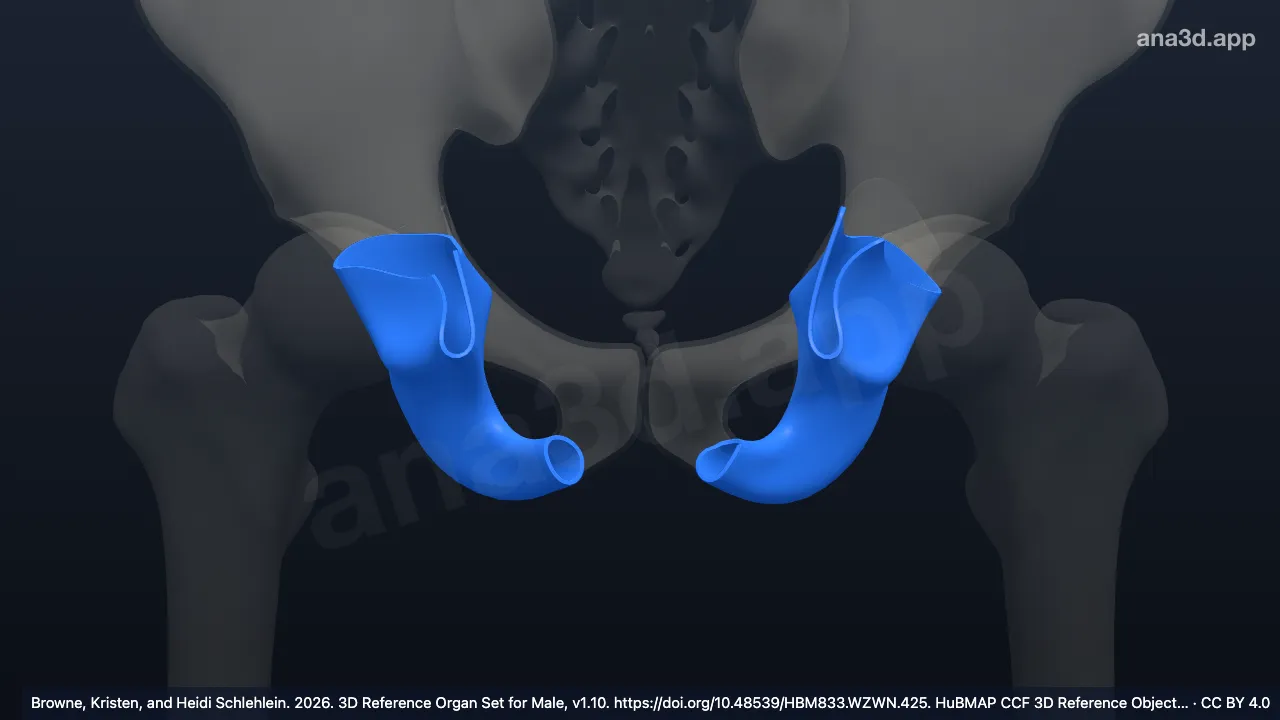 Modèle 3D : ischion