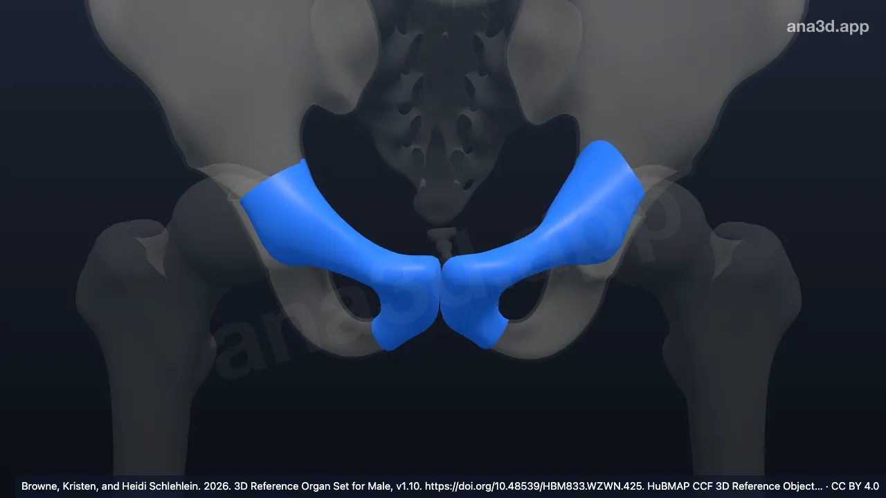 Modèle 3D : pubis