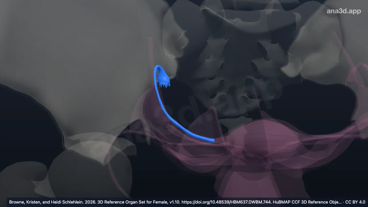 3D model: right uterine tube