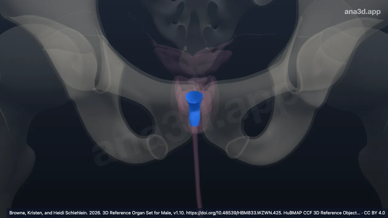 3D model: prostatic urethra