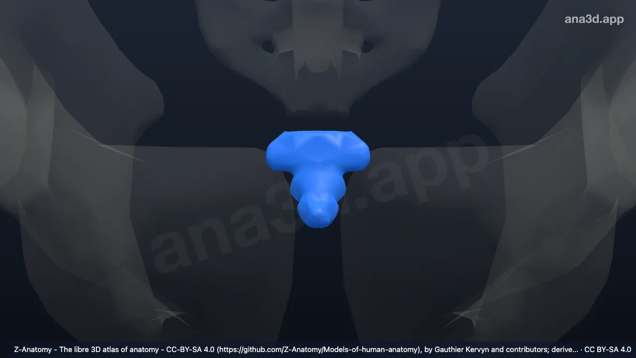 3D model: coccyx
