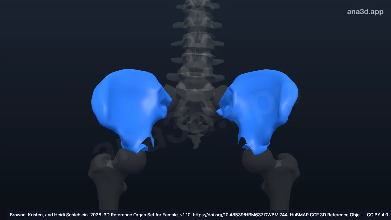 3D model: compact bone tissue