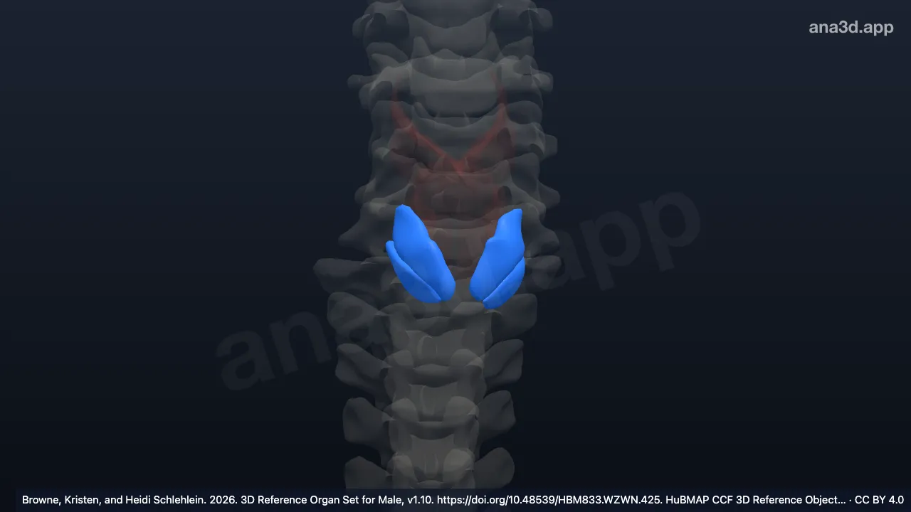 3D model: cricothyroid muscle