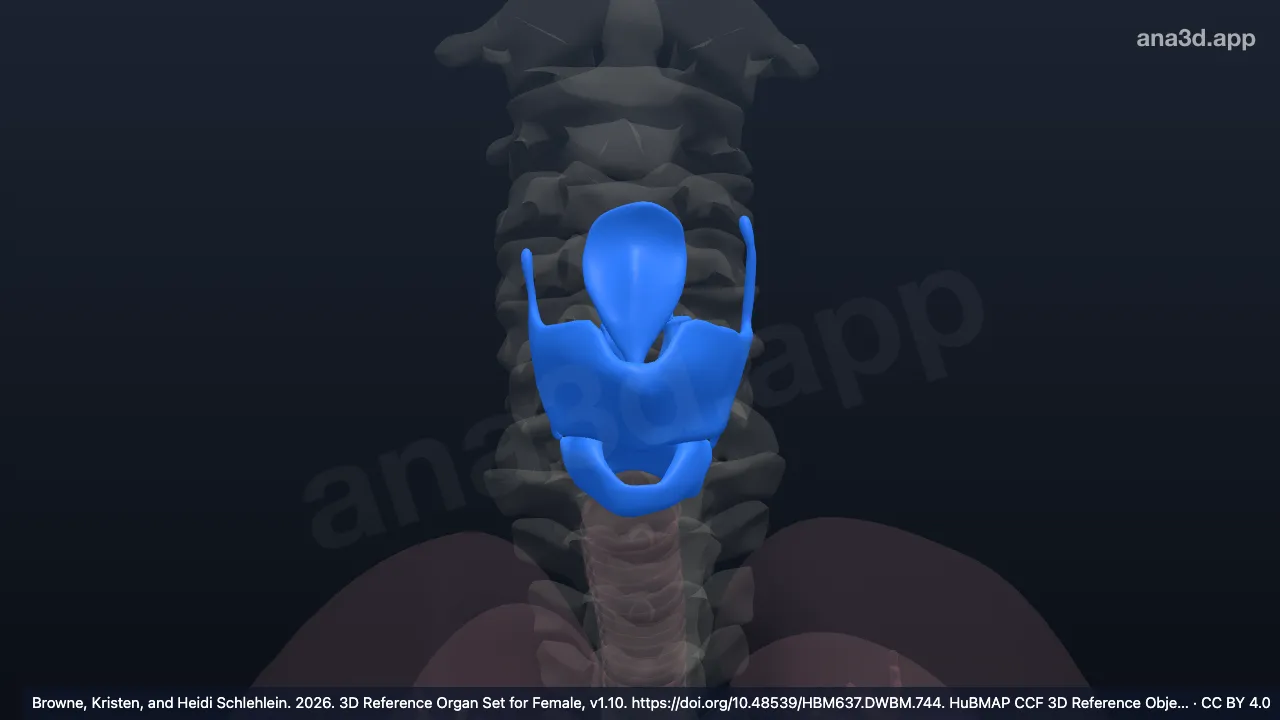 Modèle 3D : larynx