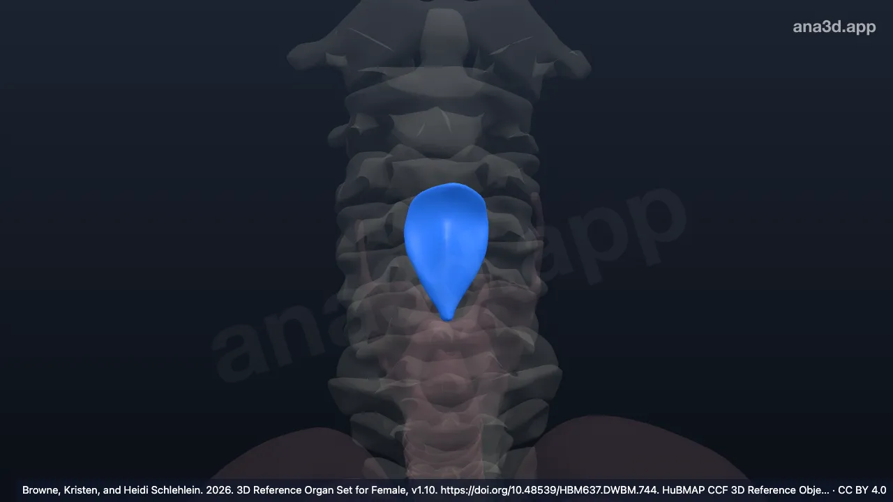 Modèle 3D : cartilage épiglottique