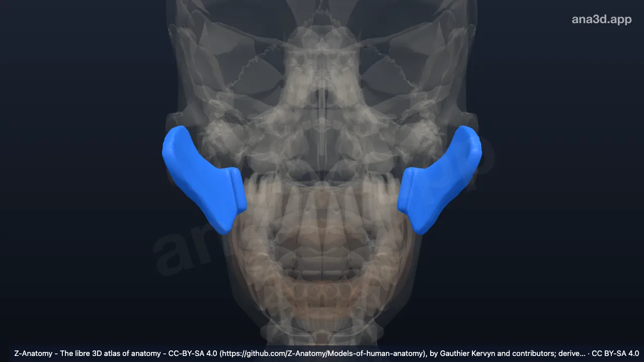 Modèle 3D : Glande parotide