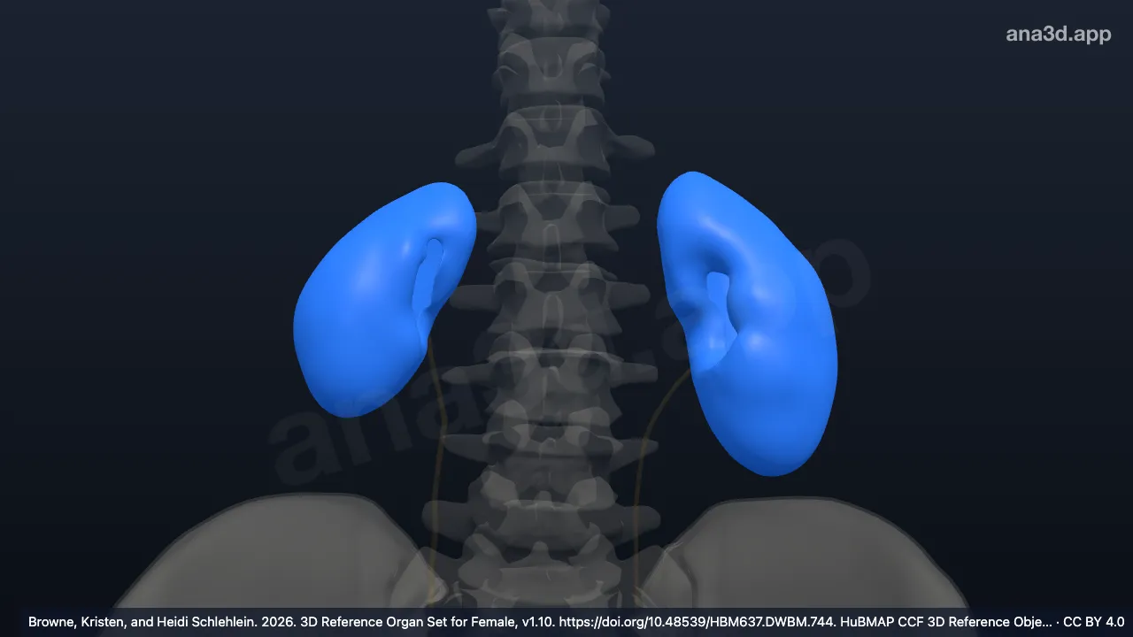 3Dモデル:腎被膜