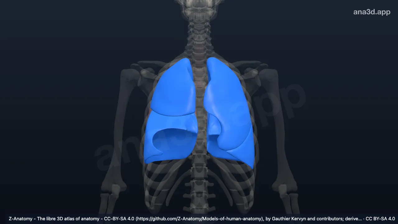 Lung: anatomy, location and function