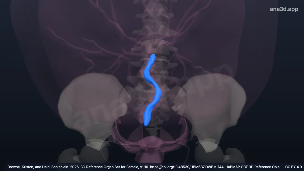 3D-Modell: Vena umbilicalis