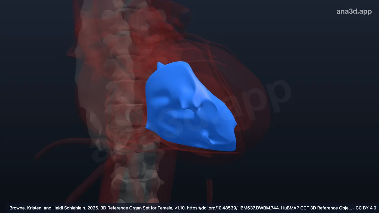 Modèle 3D : septum interventriculaire