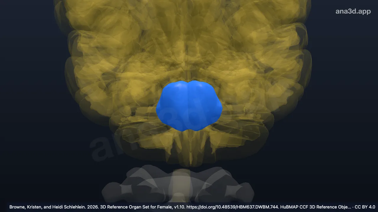 Modèle 3D : Groupe nucléaire pontique