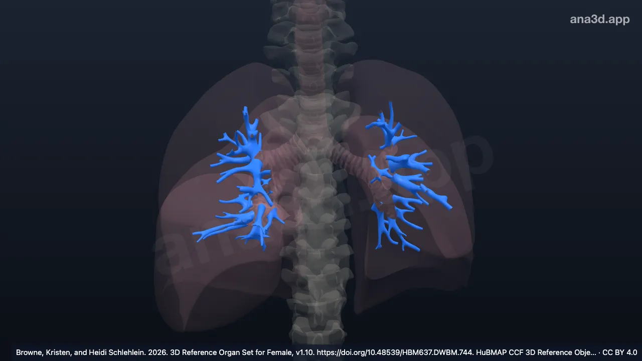 3D-Modell: Bronchus segmentalis
