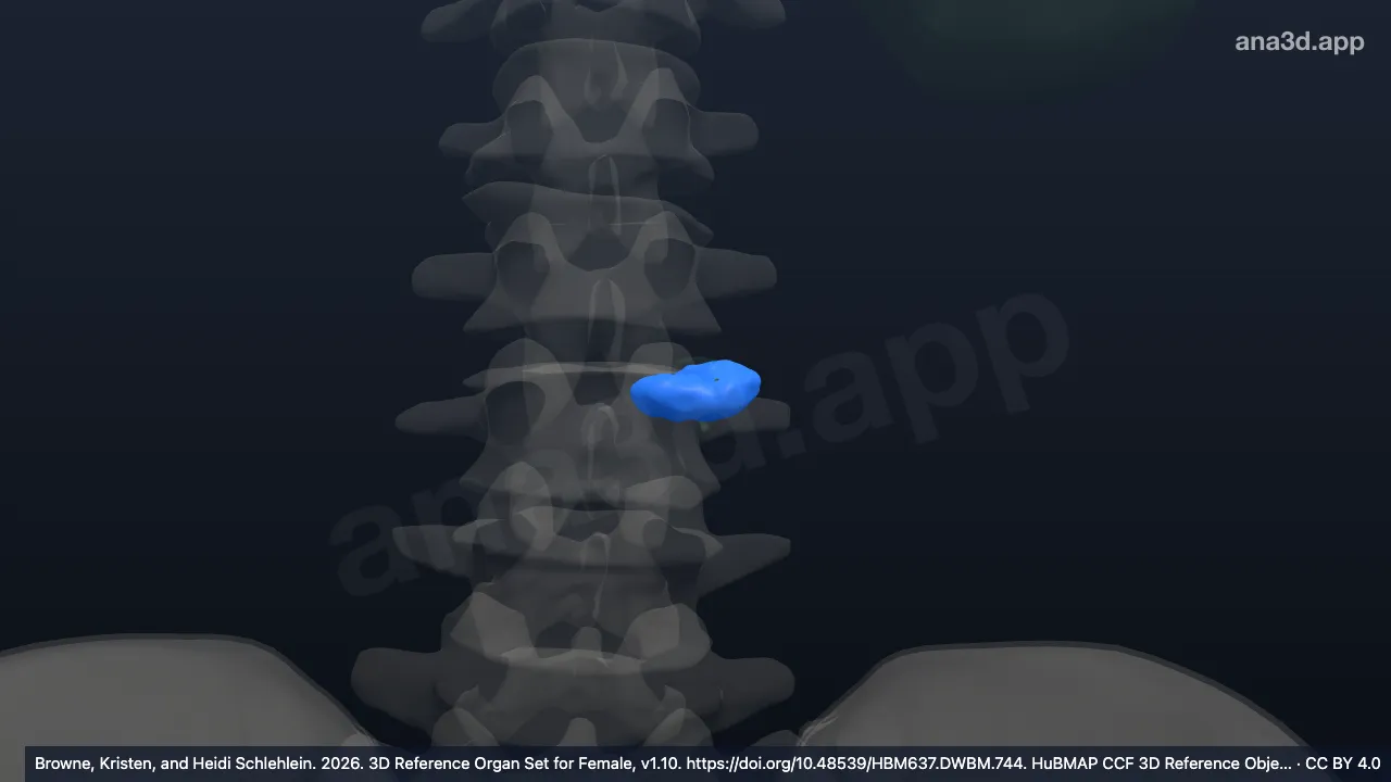 Modelo 3D: Cápsula del nódulo linfático