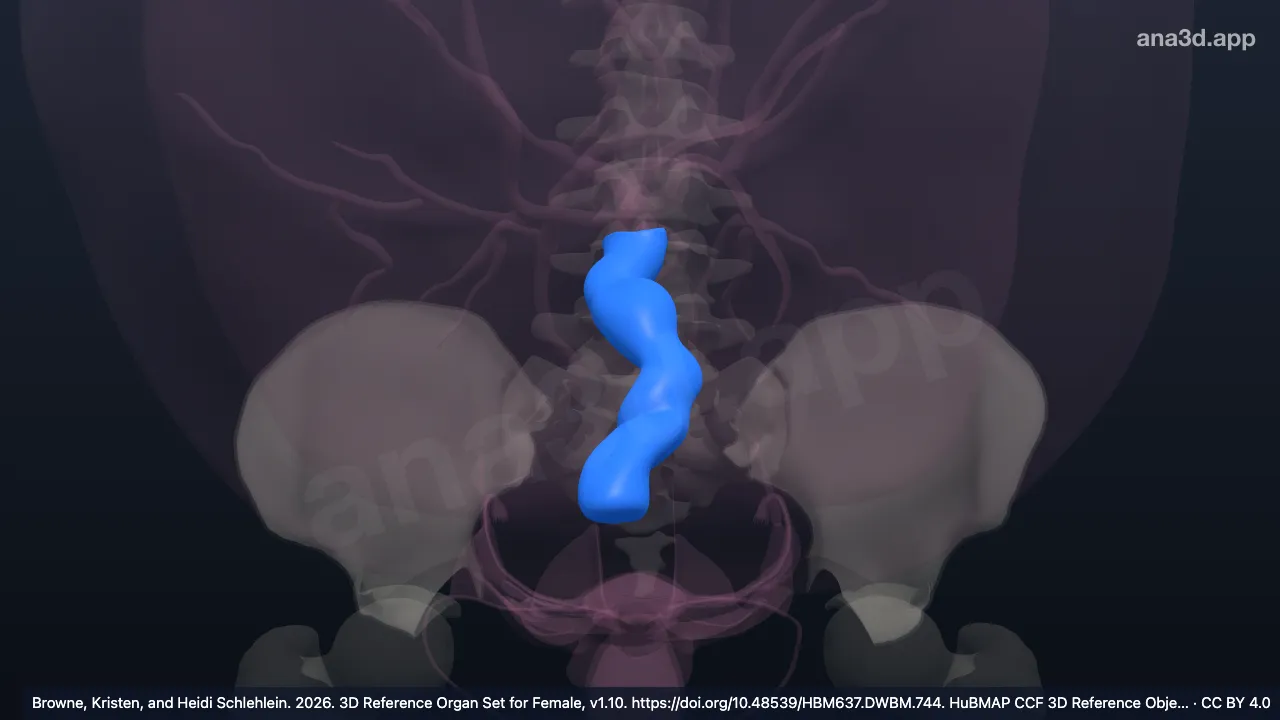 Modelo 3D: Cordão umbilical