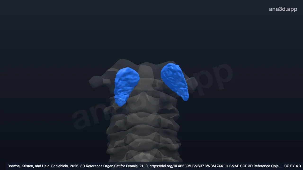 3D model: palatine tonsils