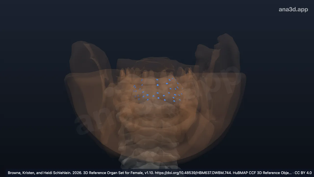 Modèle 3D : Papille fongiforme