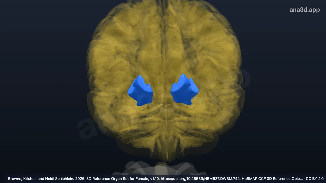3D model: medial orbital gyrus