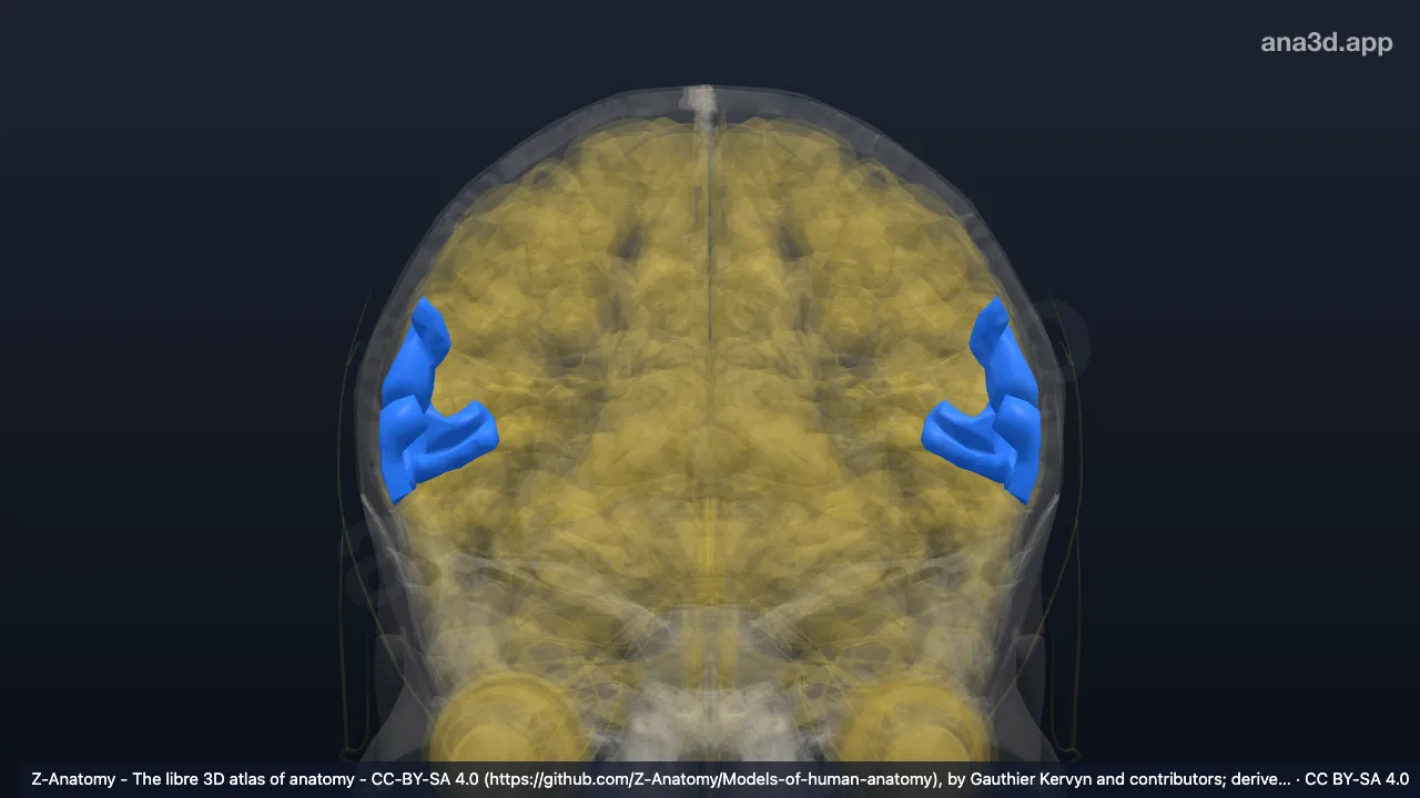 Model 3D: Bagian triangularis girus frontalis inferior