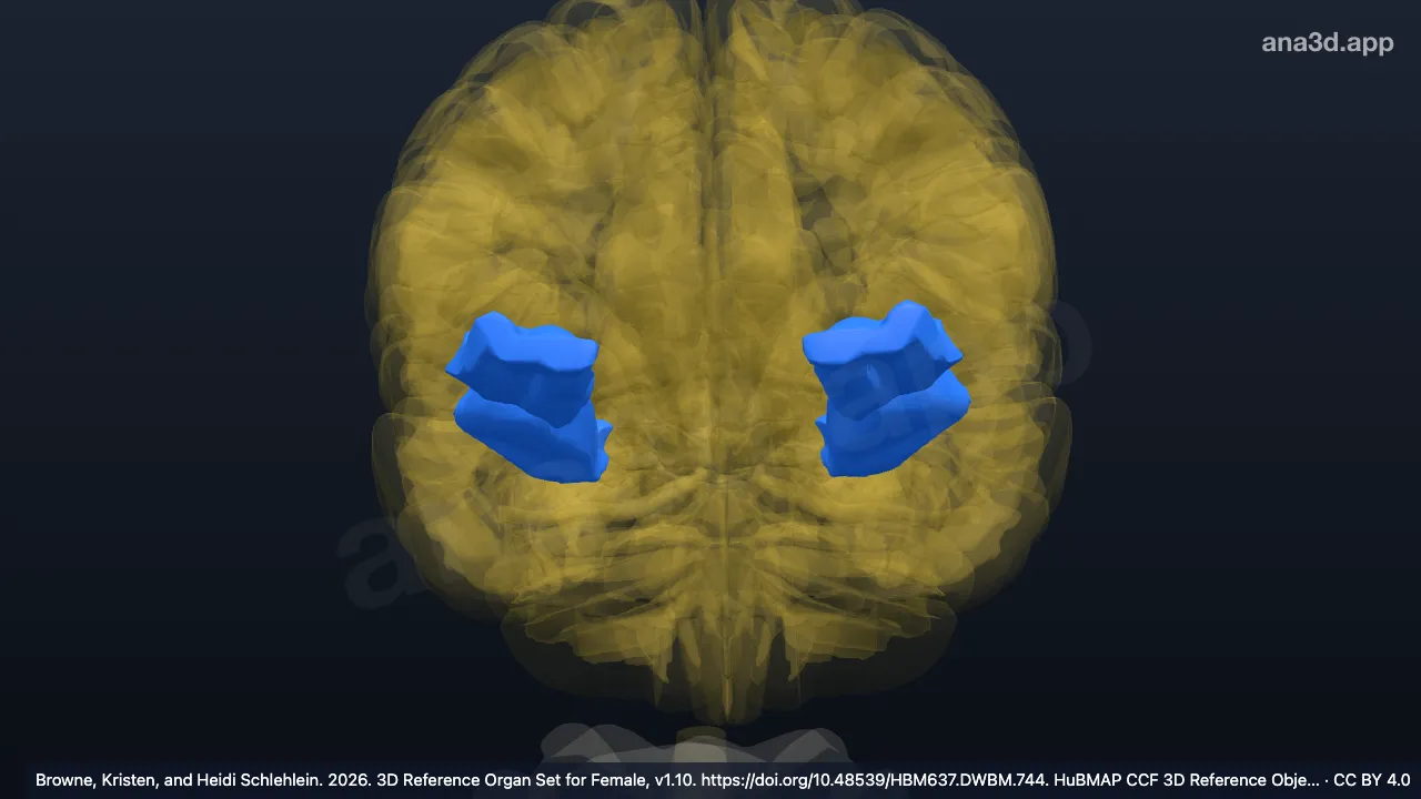 Modèle 3D : Gyrus orbitaire intermédiaire