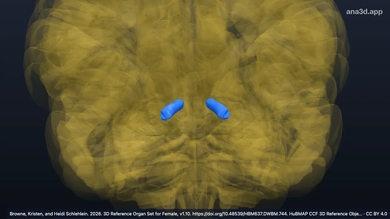 3D model: isthmus of cingulate gyrus