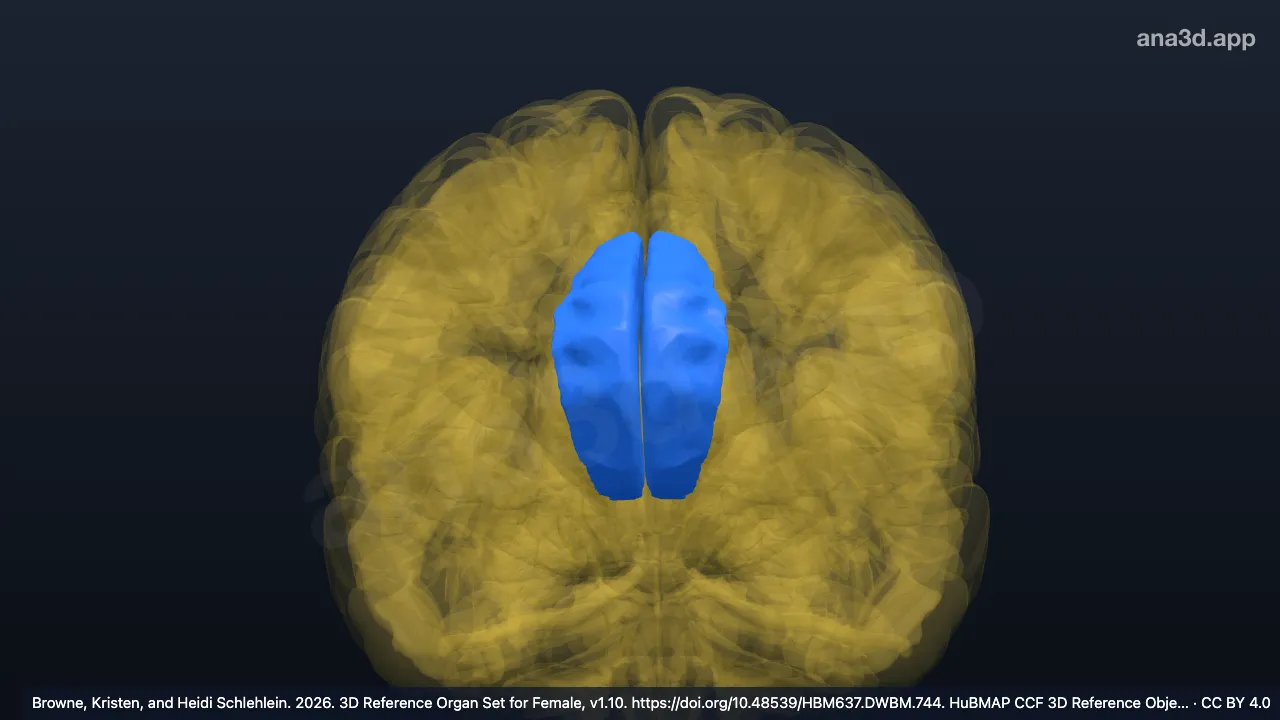 Modèle 3D : Gyrus cingulaire antérieur