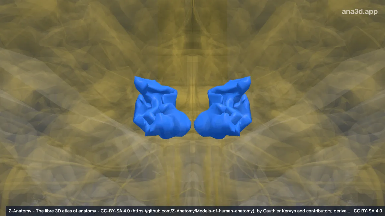 Modèle 3D : Pôle occipital