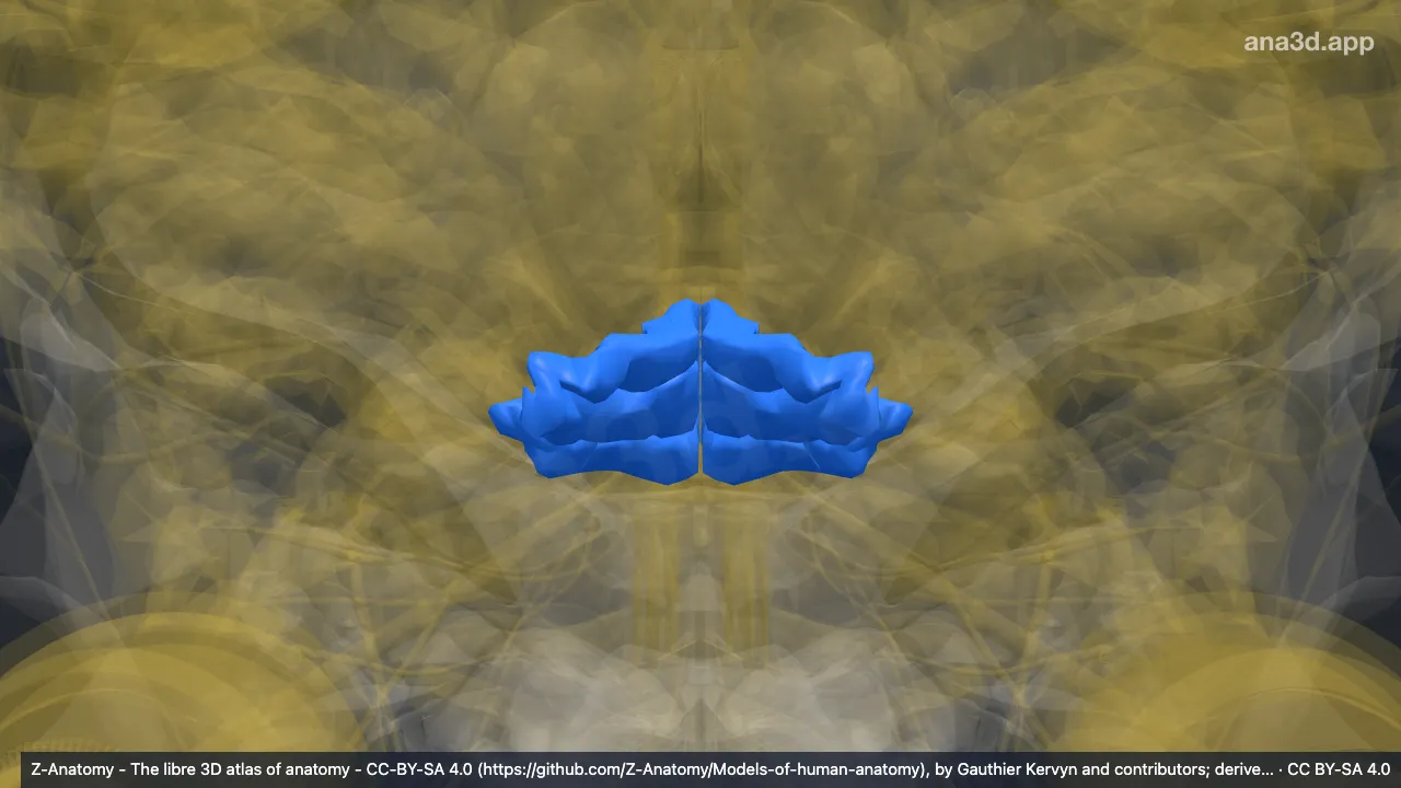 Model 3D: Girus lingualis