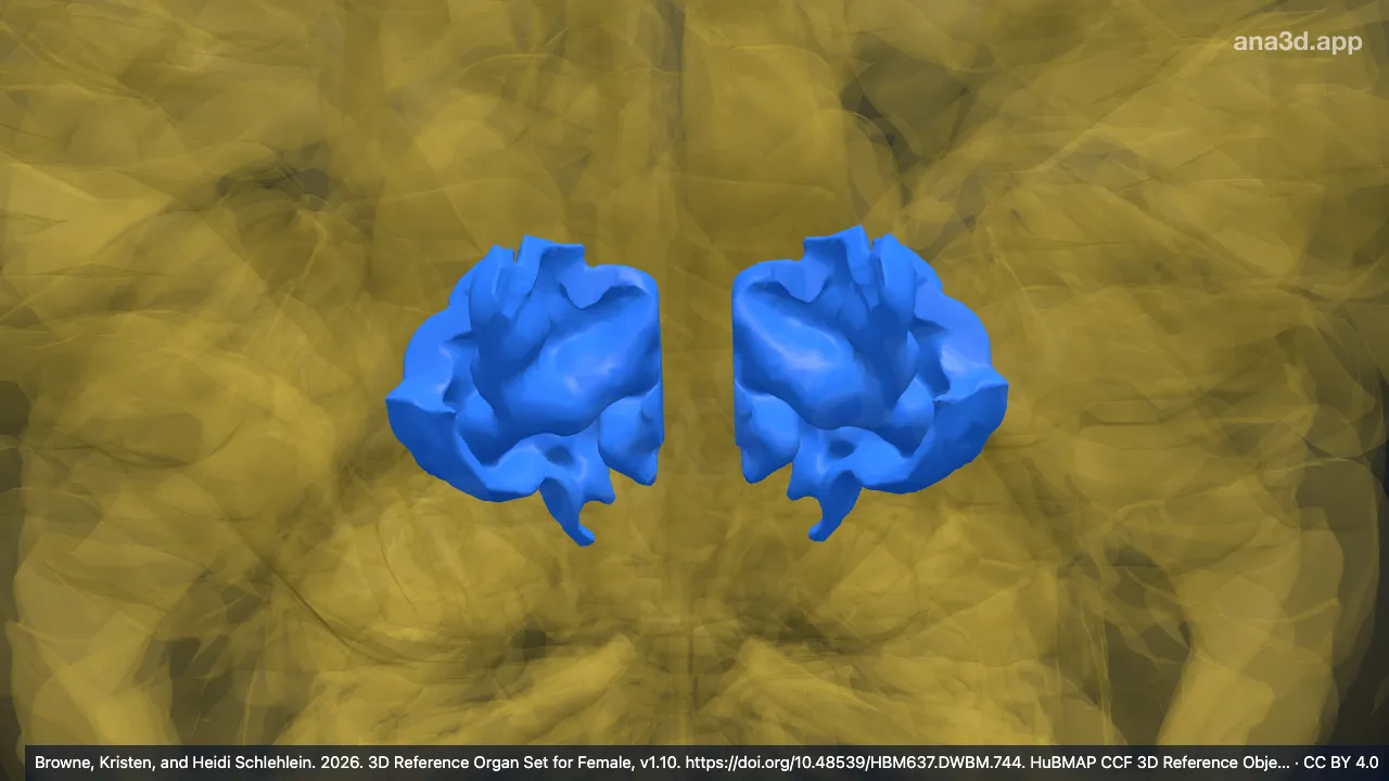 Modèle 3D : Gyrus occipital supérieur