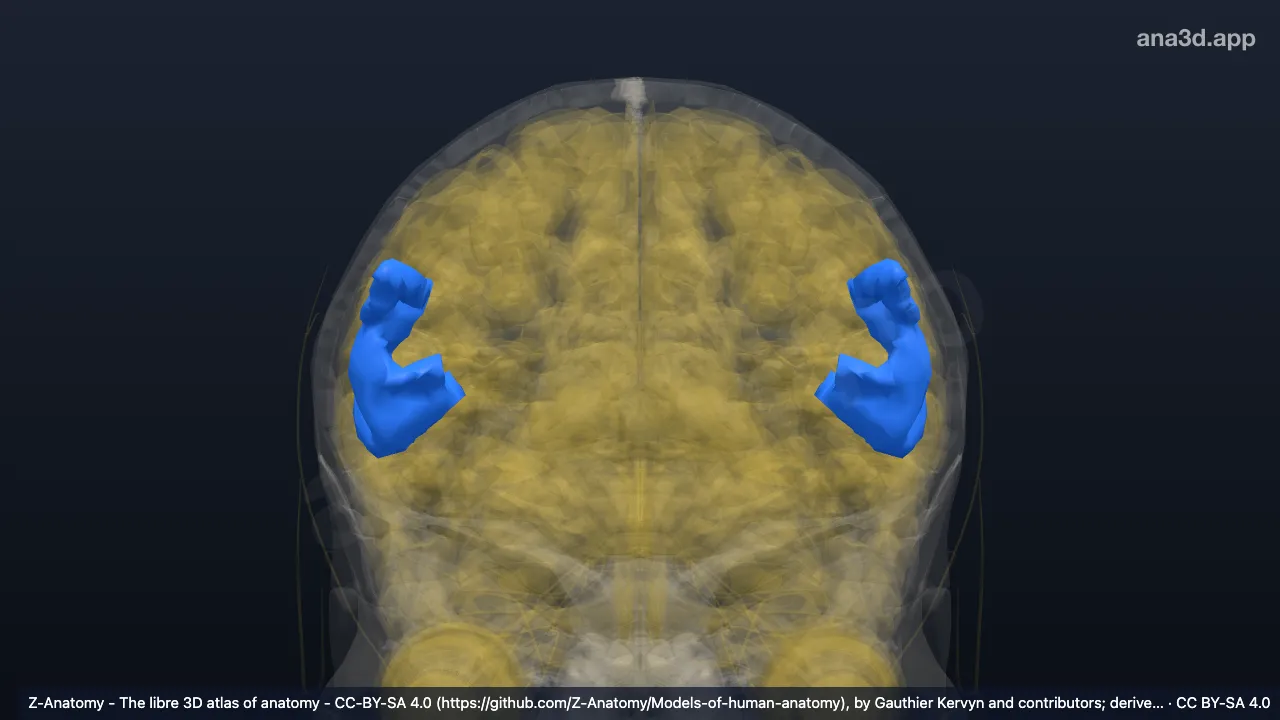 Model 3D: Bagian operkularis girus frontalis inferior