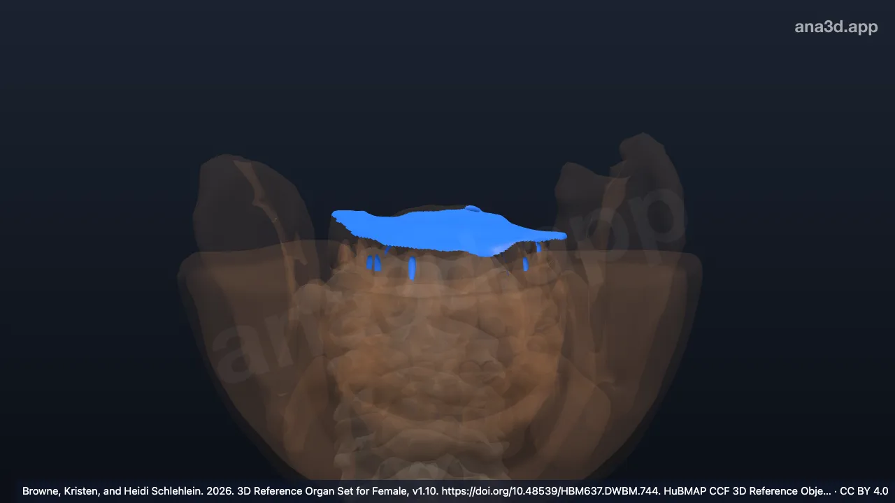 3Dモデル：硬口蓋