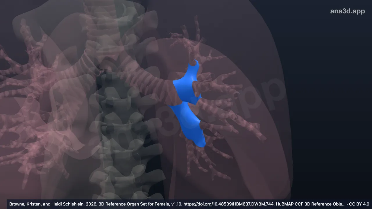 Modelo 3D: Bronquio lobar del pulmón izquierdo