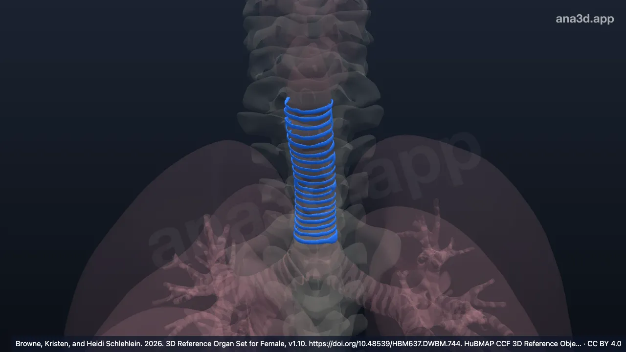 Model 3D: Tulang rawan trakea