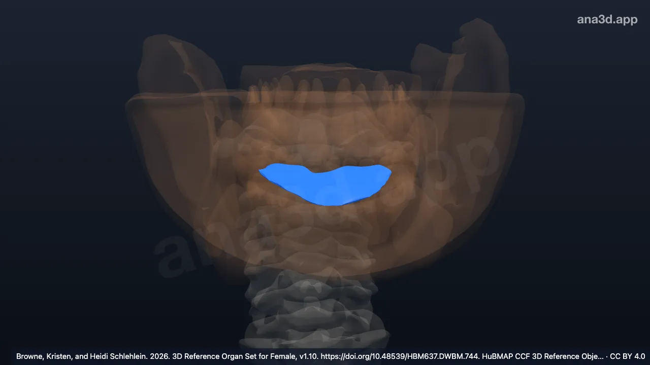 Modelo 3D: Assoalho da boca