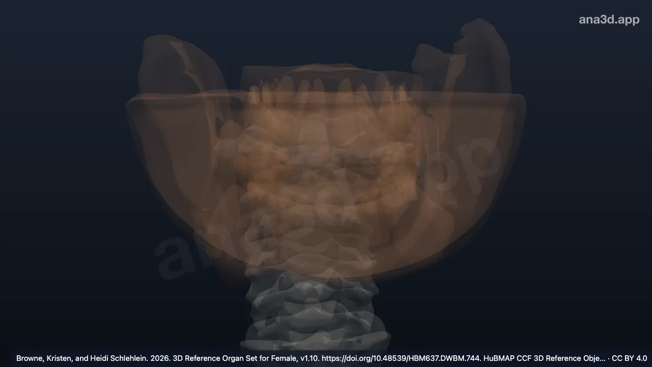 Modèle 3D : omentum