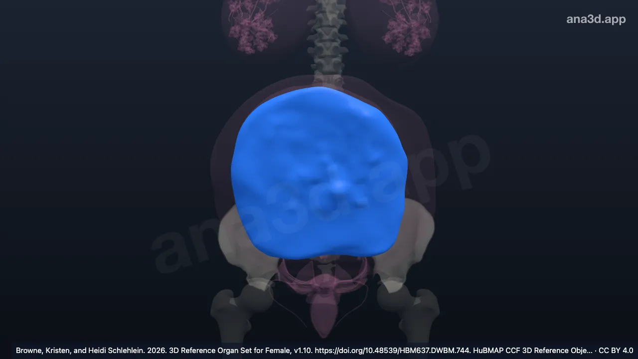 3D model: chorionic plate