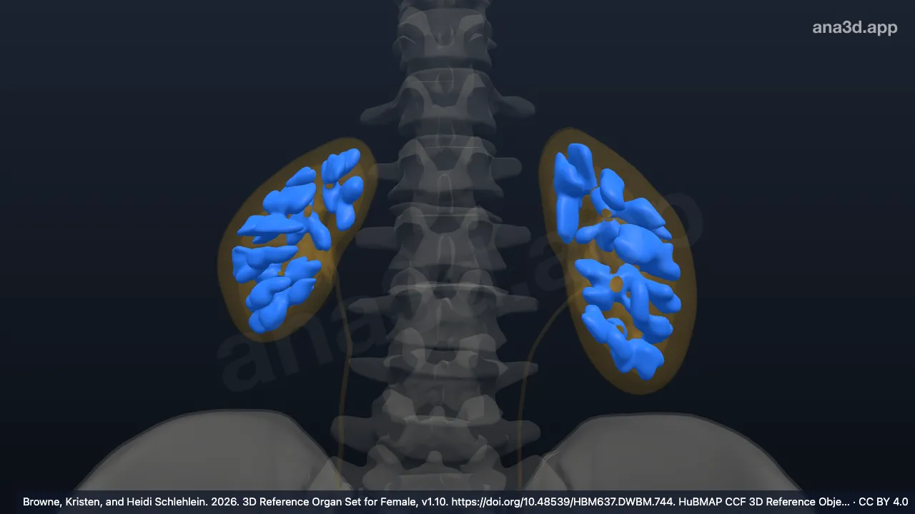 Modelo 3D: Pirâmide renal