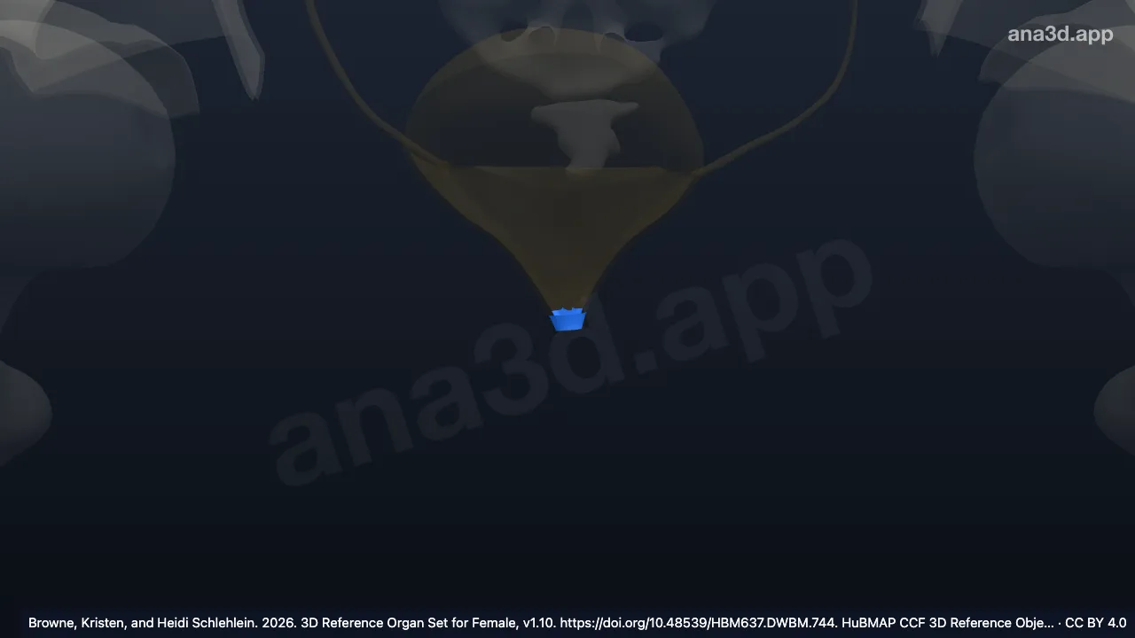 3D model: urinary bladder neck smooth muscle