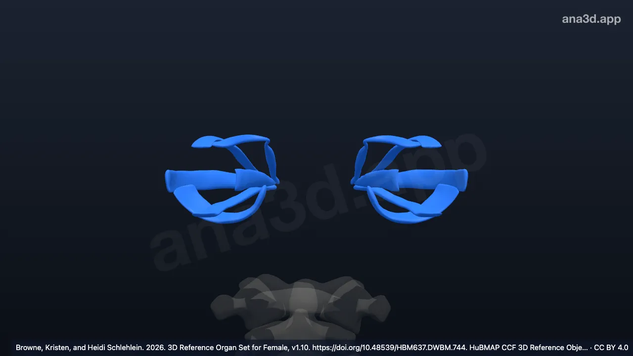 3D model: eye muscle