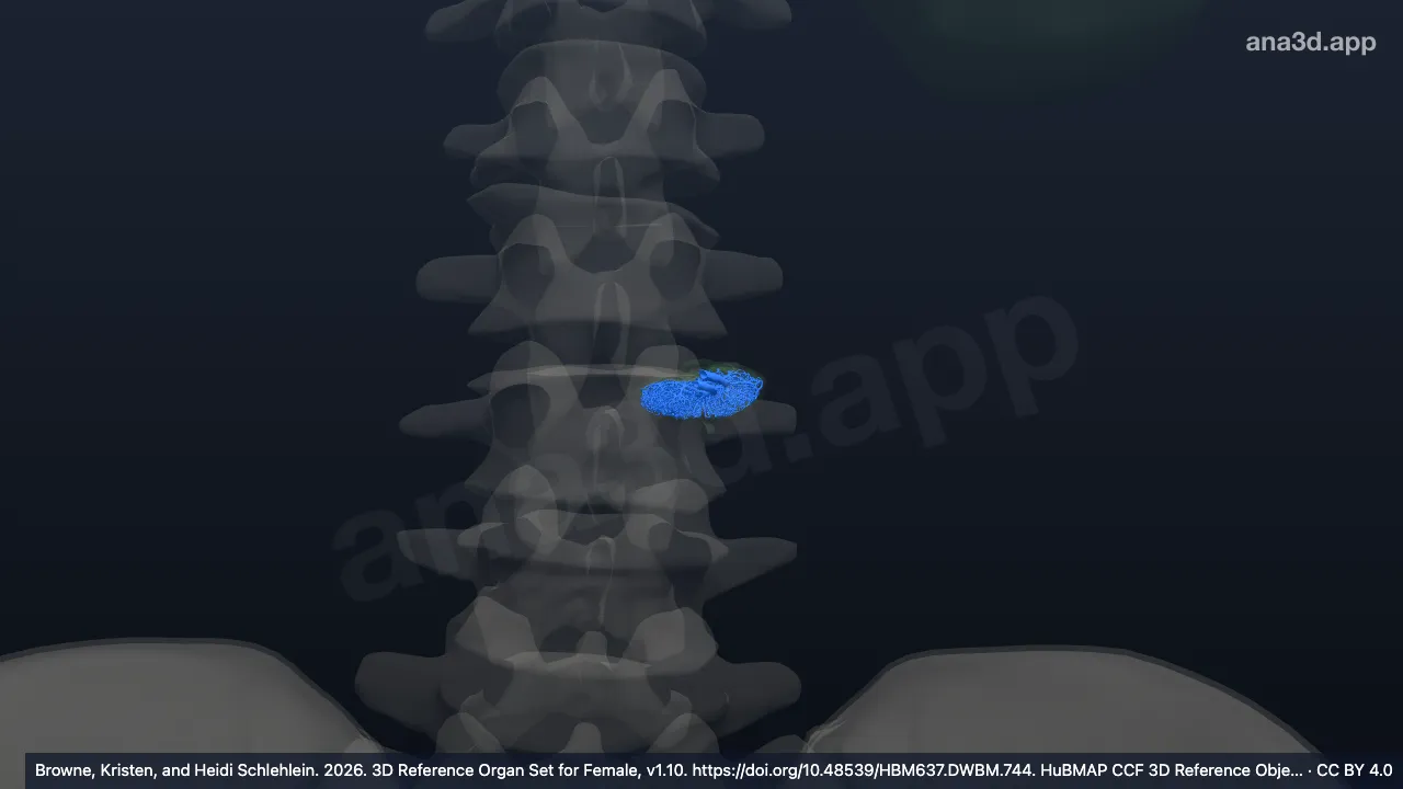 3D-Modell: Lymphgefäßsystem