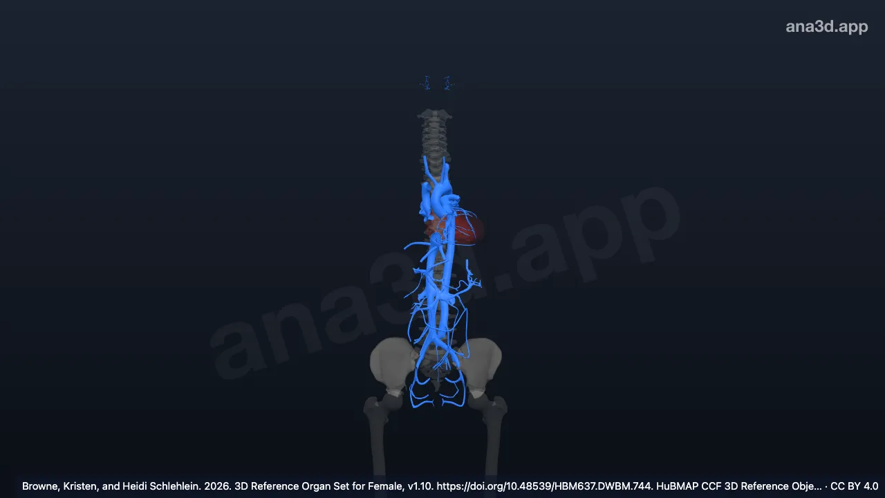3D-Modell: Blutgefäßsystem