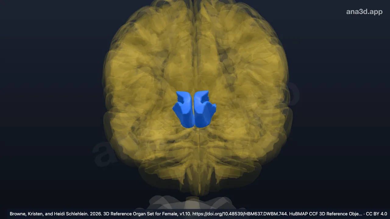 3D-Modell: Gyrus rectus