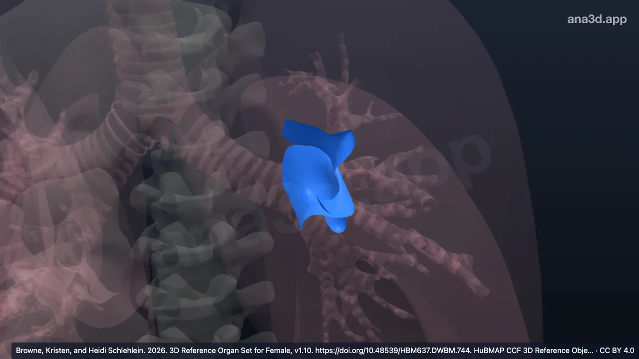 Modèle 3D : Hile du poumon gauche