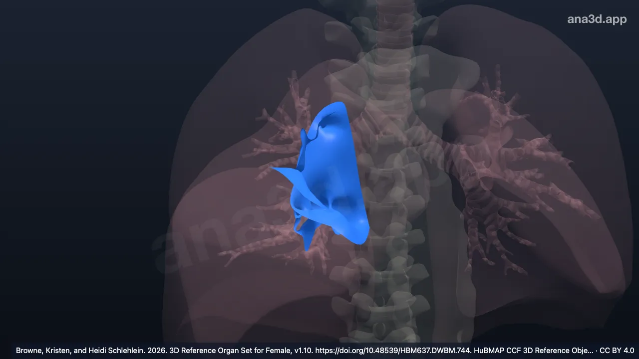 3D-Modell: Rechtes Lungenhilum