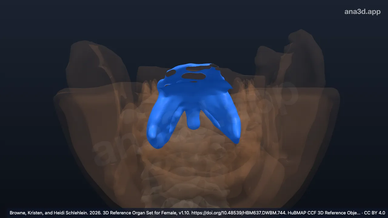 Modelo 3D: Mucosa del paladar blando