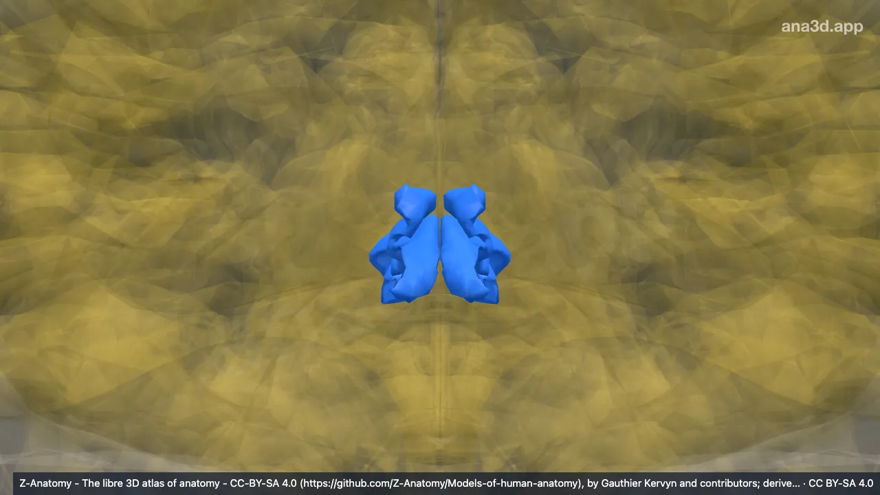 3D model: cuneus cortex