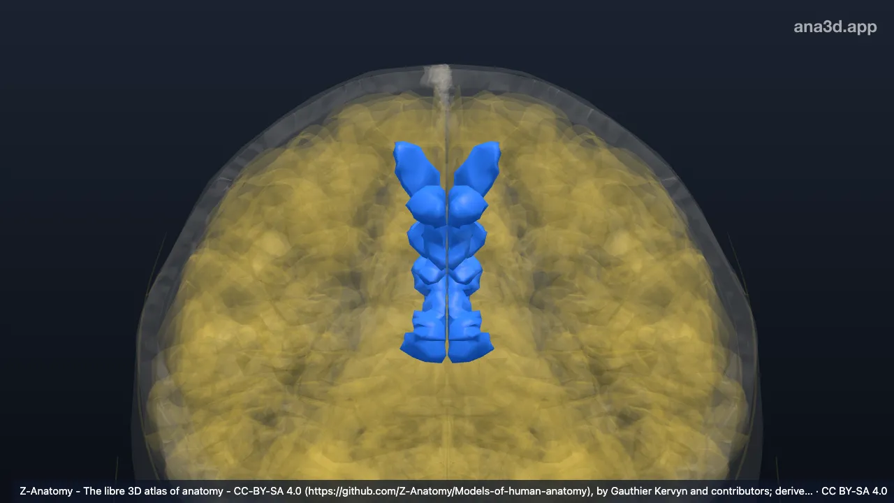 3D-Modell: Cortex des Precuneus