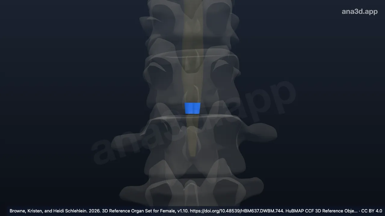 3D-Modell: Fünftes lumbales Rückenmarksegment